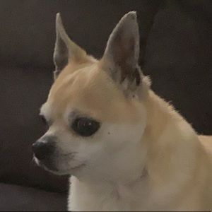 Meet your Posher, Carter